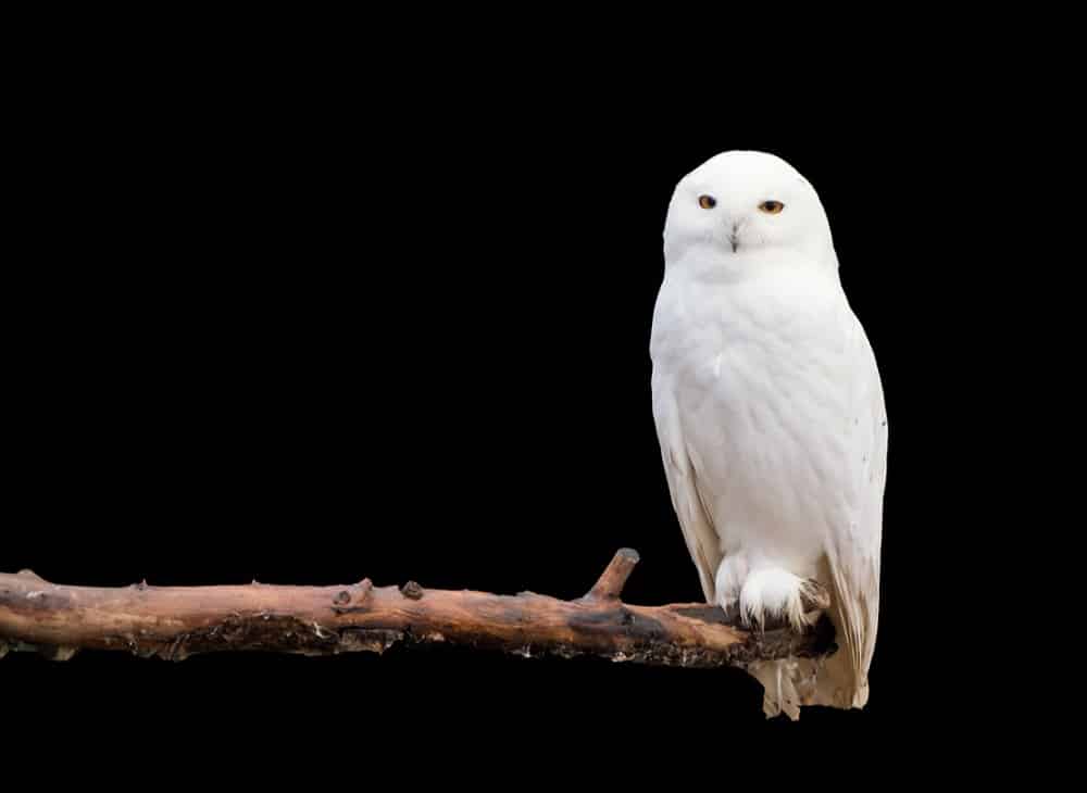 Schneeeule-8209cccb0a0d9c16ed921888b75f9629