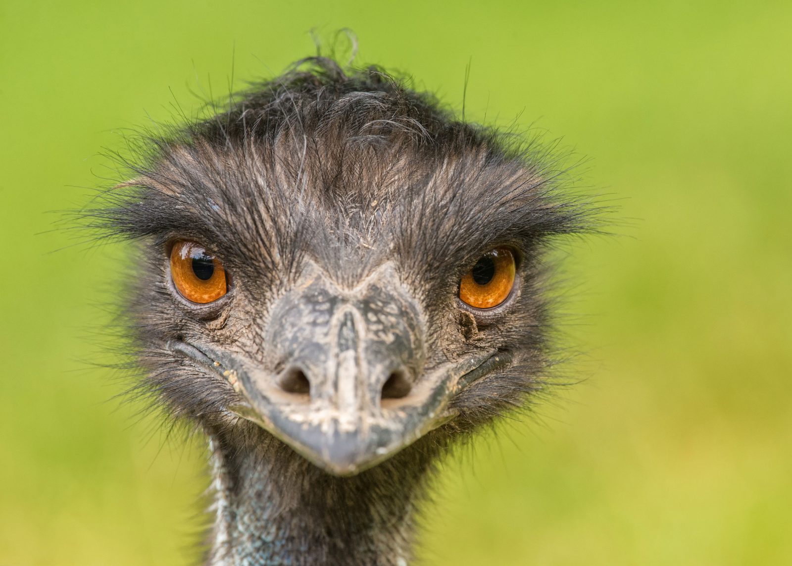 SOPTIM-EMU-AS-66966531