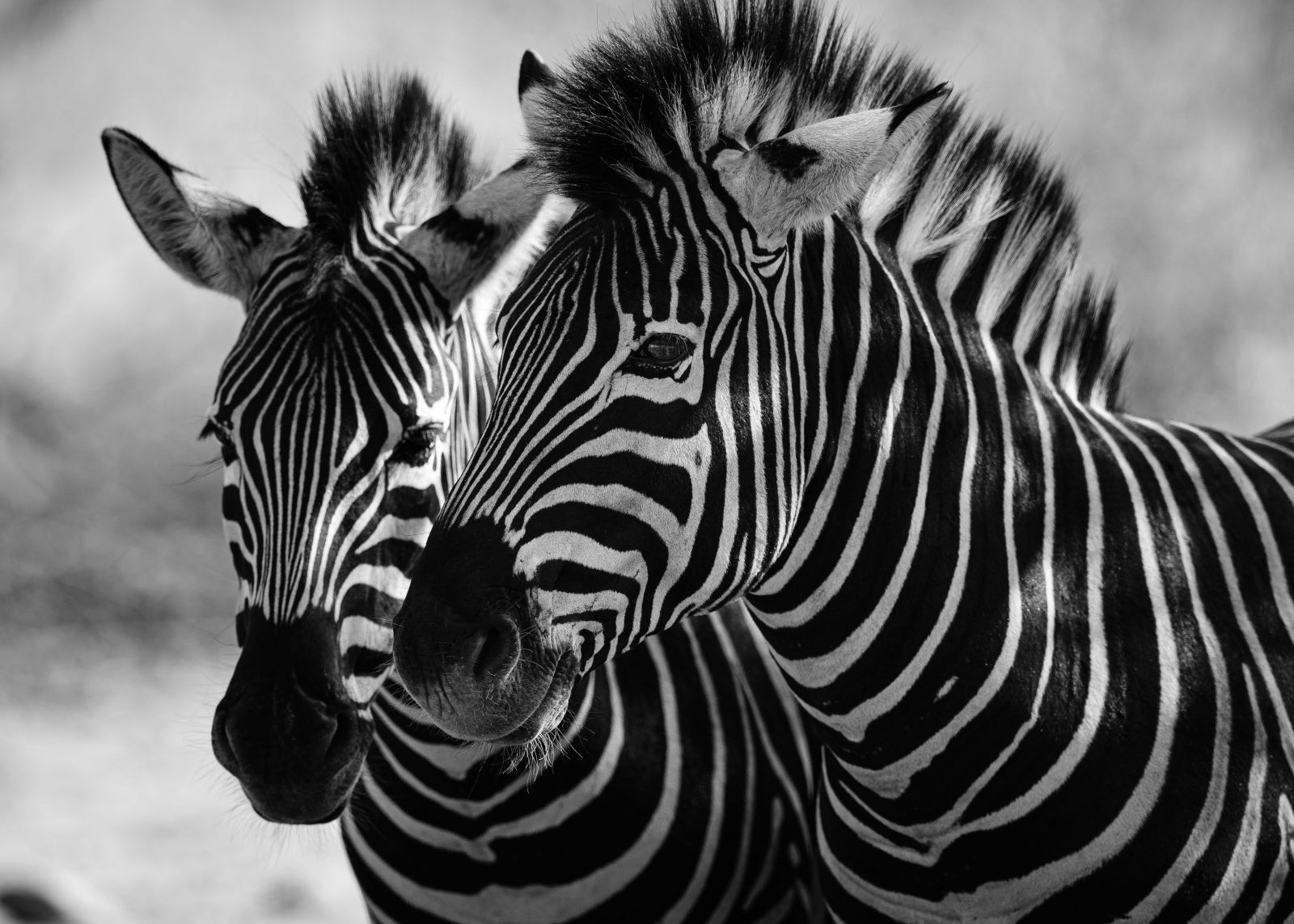 SOPTIM-Zebra-AS-283320339